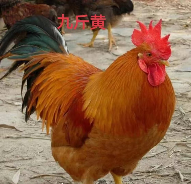 鸡苗九斤黄九斤红红玉380脱温苗包运输包成活