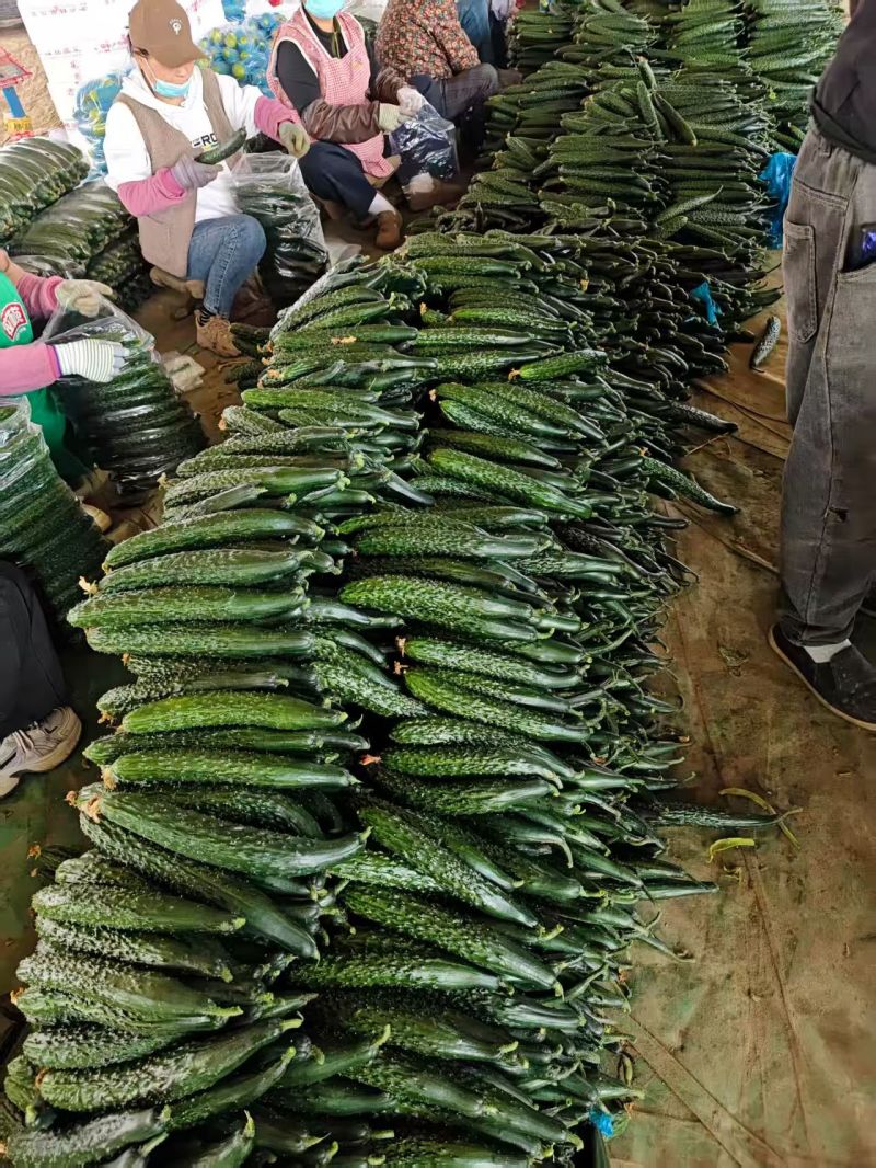 大量供应黄瓜