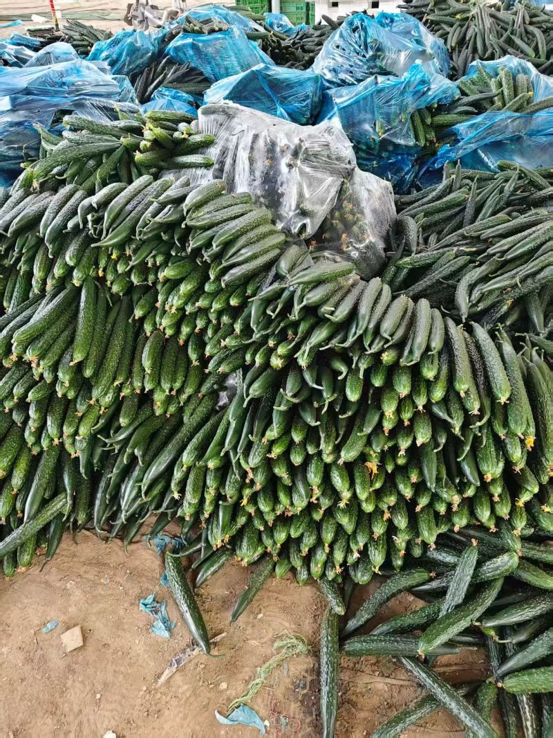 大量供应黄瓜