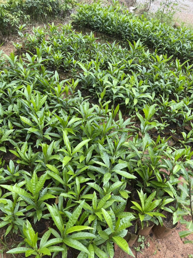 蛋黄果苗（鸡蛋果）