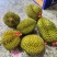 金枕榴莲一手批发，a果保5房，货源充足，质量保证