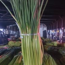 精品红帽蒜苔