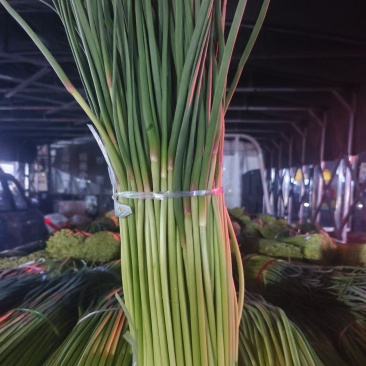 精品红帽蒜苔