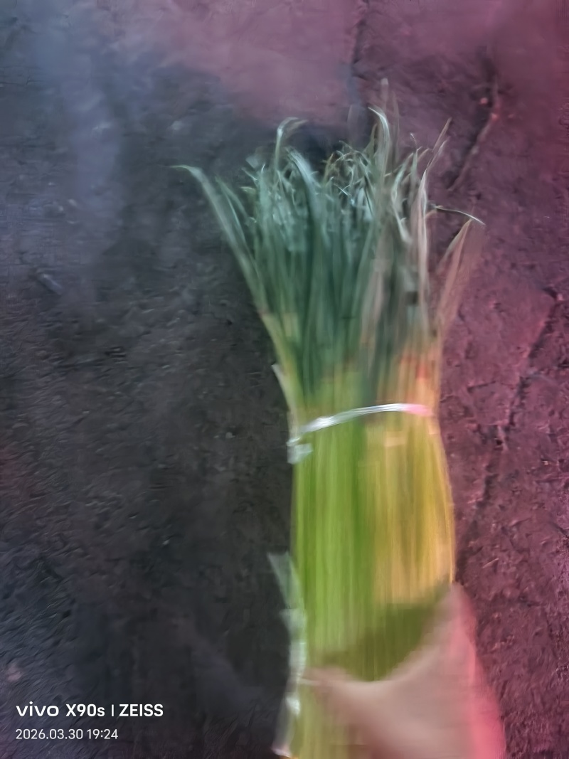 精品红帽蒜苔
