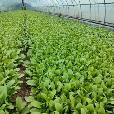 鸡毛菜