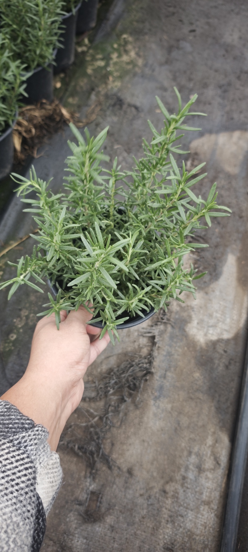 迷迭香/优质迷迭香/产地直发/基地直销/保质保量