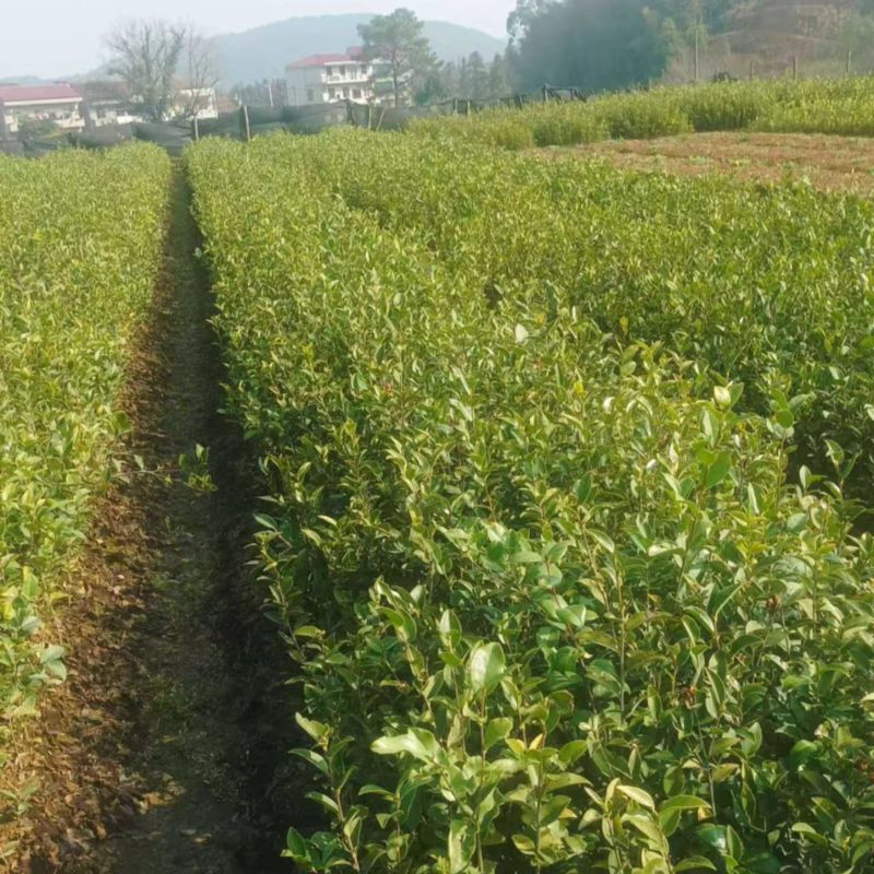 油茶苗