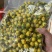 防城港金花茶茶族皇后含400多种营养成分富含黄酮类皂苷类