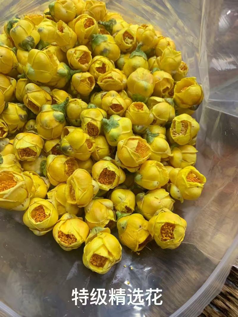 防城港金花茶茶族皇后含400多种营养成分富含黄酮类皂苷类
