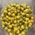 防城港金花茶茶族皇后含400多种营养成分富含黄酮类皂苷类
