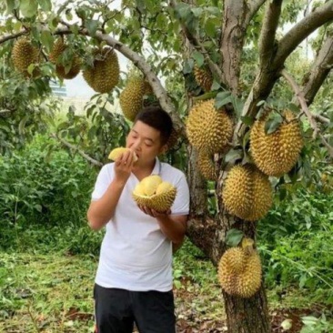 金枕榴莲一手批发，a果保5房，货源充足，质量保证