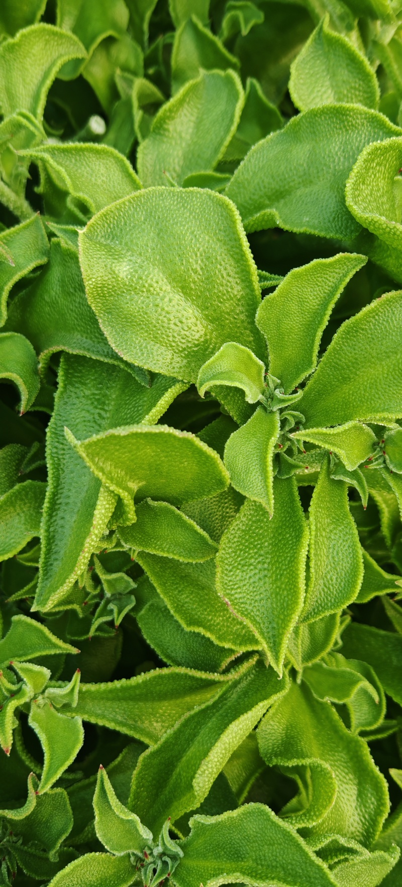 精品冰草