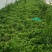 精品冰草