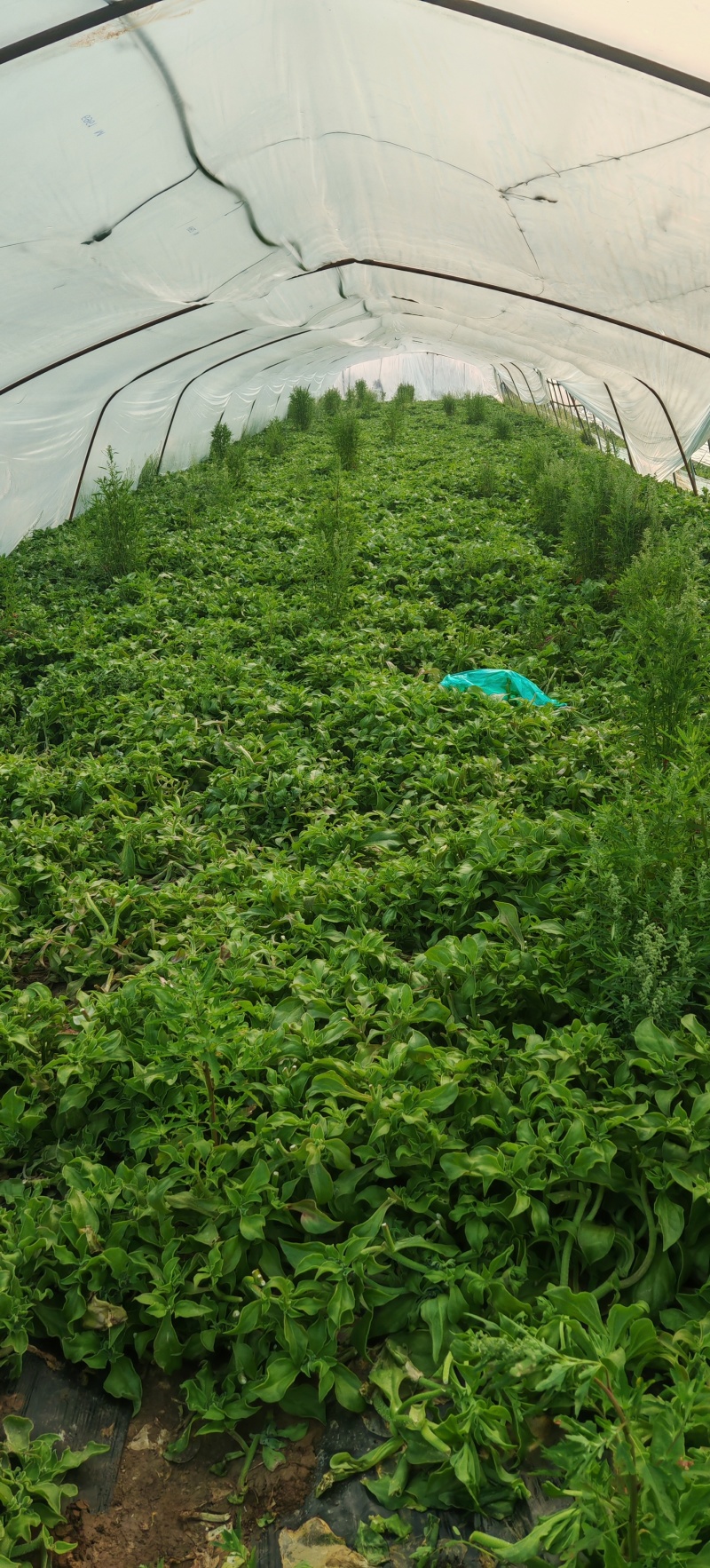 精品冰草