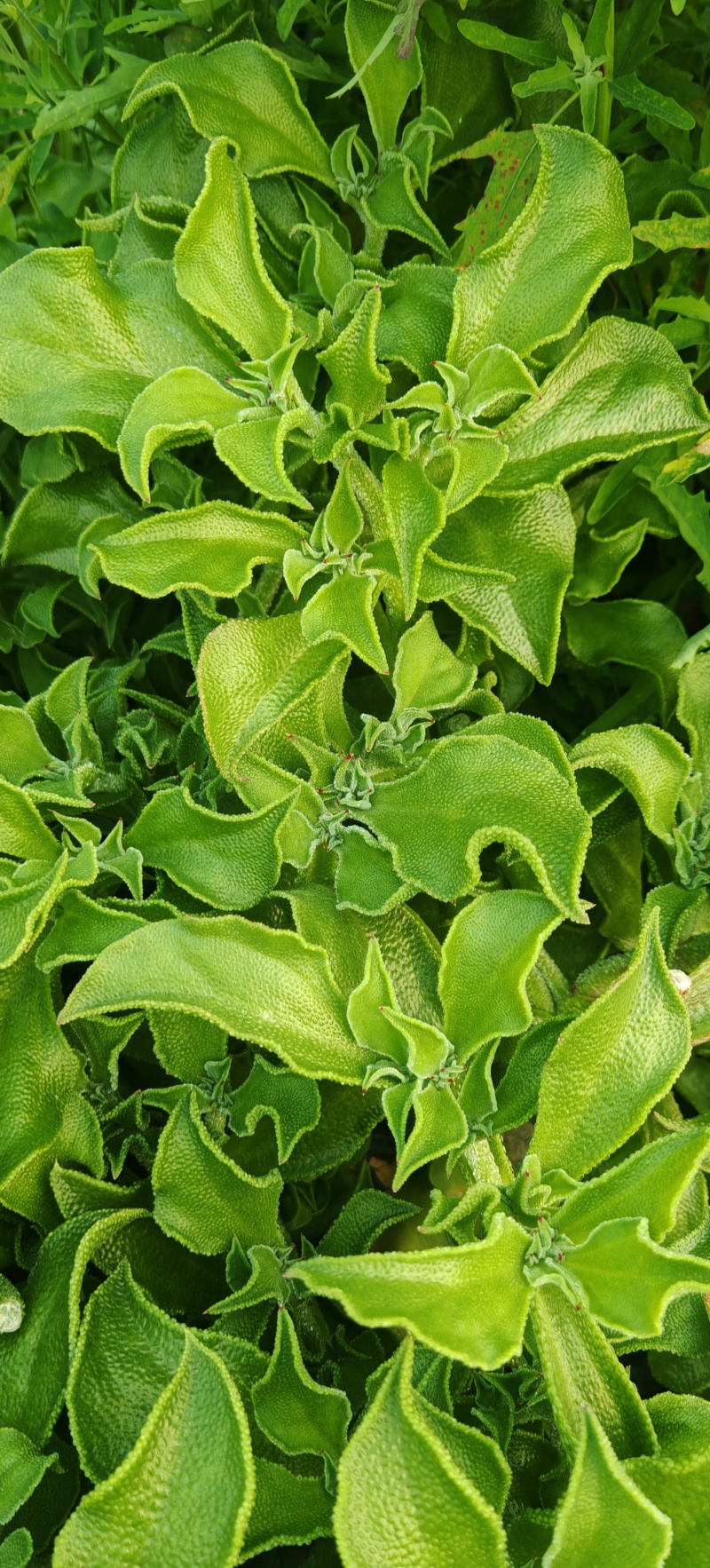 精品冰草