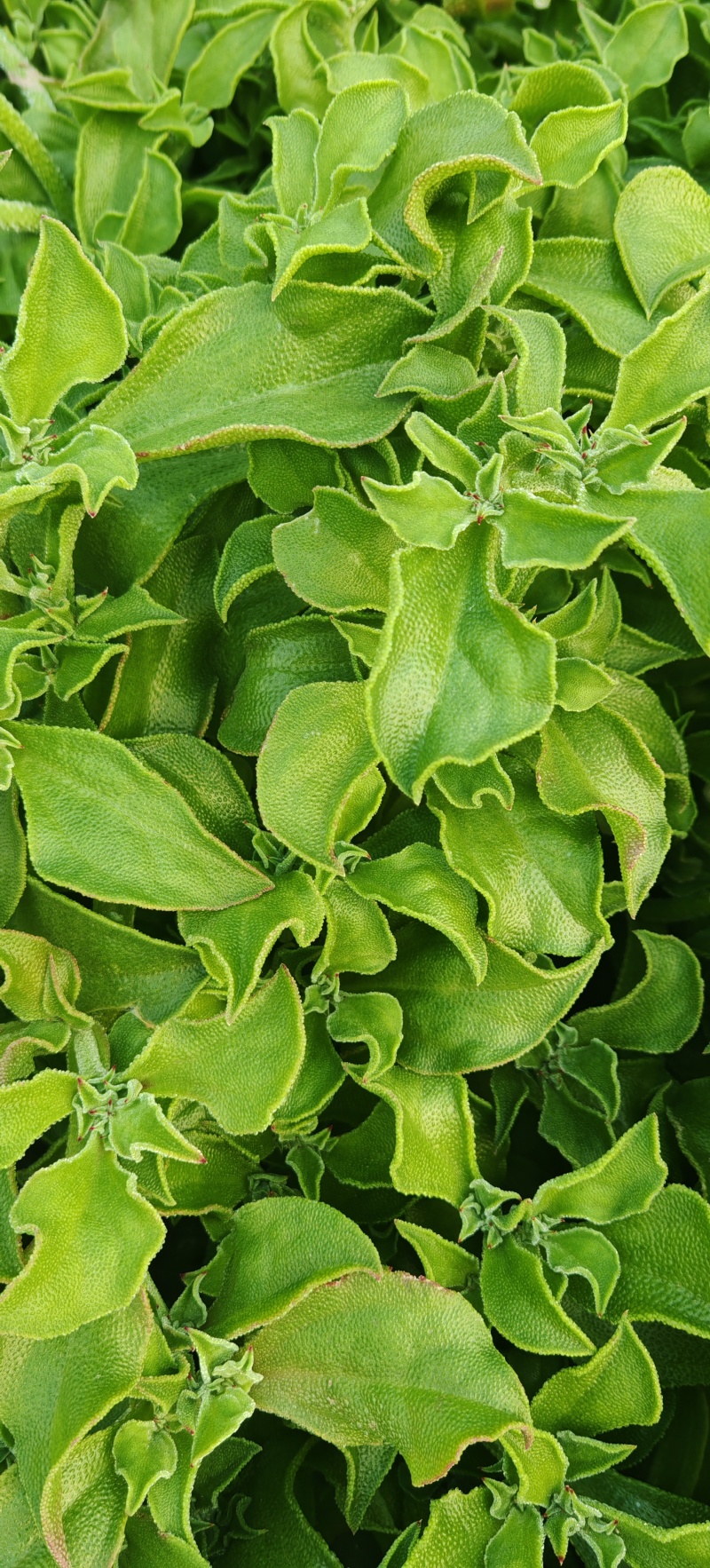 精品冰草
