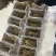 正宗长白山人参种苗地栽盆栽小院阳台都可种赠种植说明书