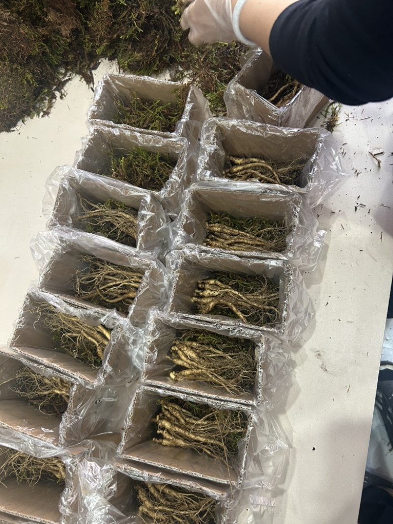 正宗长白山人参种苗地栽盆栽小院阳台都可种赠种植说明书