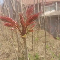 沂蒙山野生红油香椿目前生长规格！头茬采摘还有十天左右！