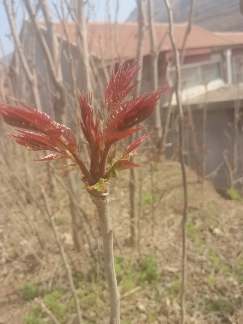 沂蒙山野生红油香椿目前生长规格！头茬采摘还有十天左右！