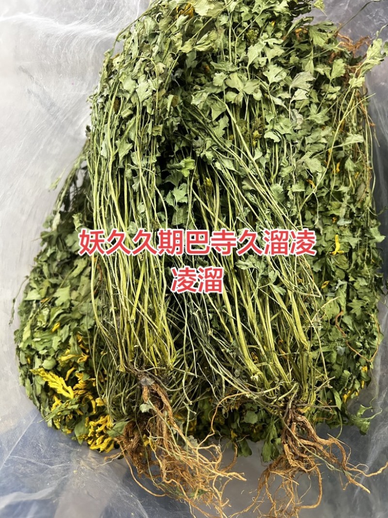 仿野生岩黄连