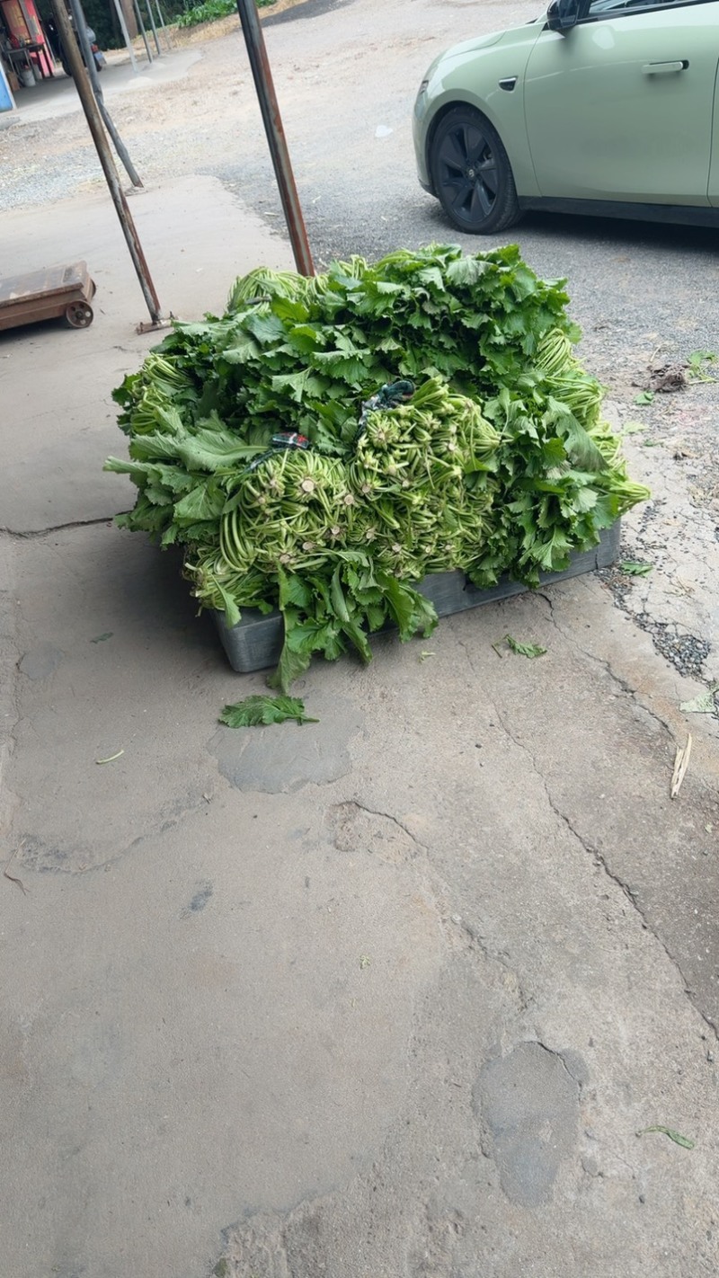 青咸菜宁波雪里蕻产地直发腌制有场地