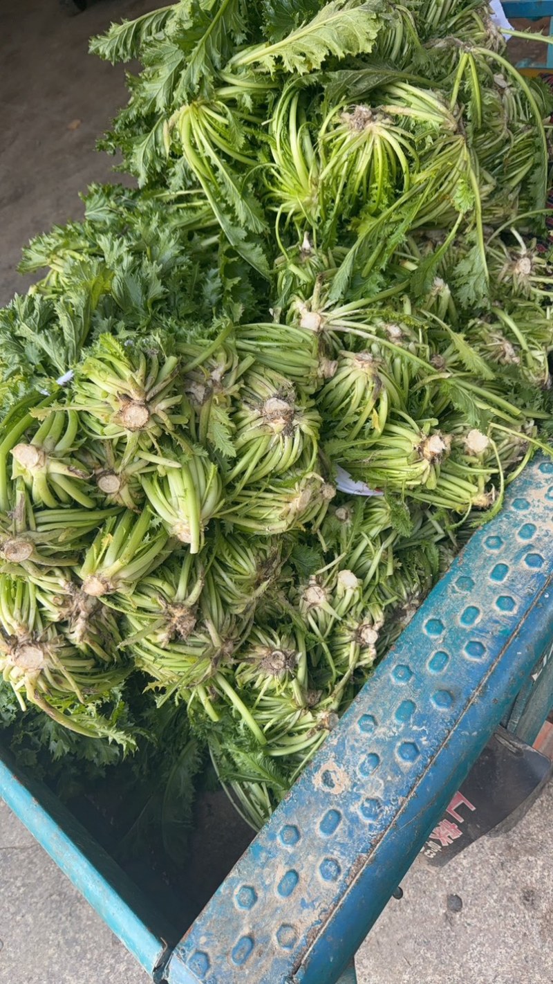青咸菜宁波雪里蕻产地直发腌制有场地