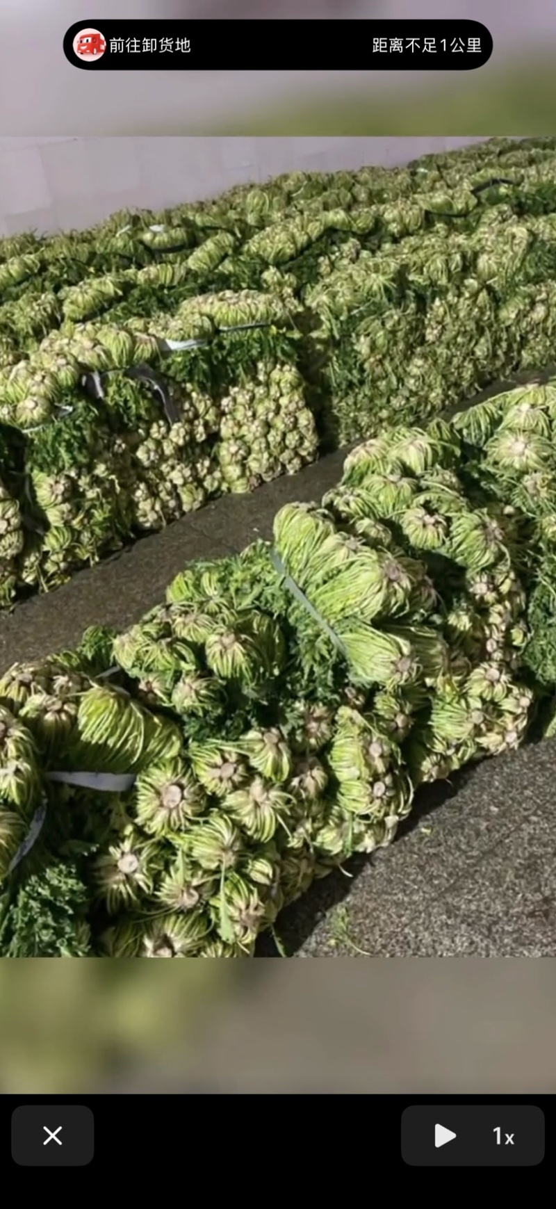 青咸菜宁波雪里蕻产地直发腌制有场地