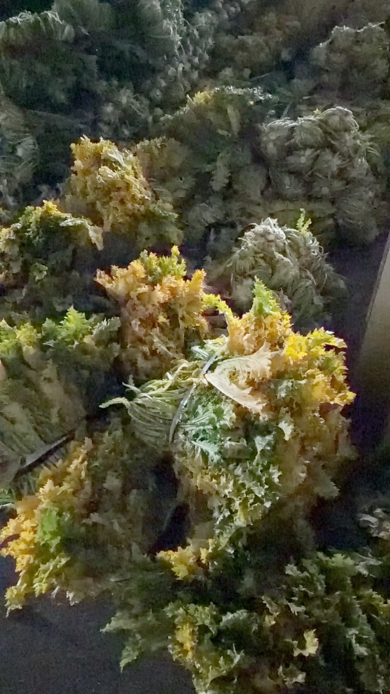 半青黄雪里蕻宁波酒店高档雪菜叠黄腌制净菜