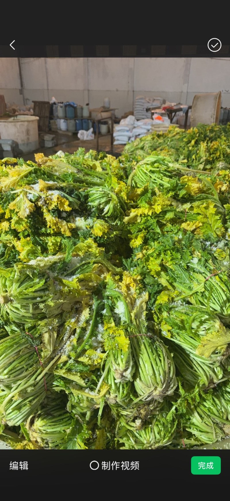 半青黄雪里蕻宁波酒店高档雪菜叠黄腌制净菜