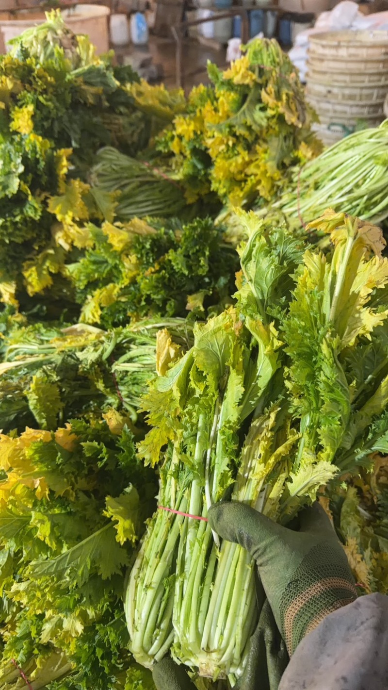 半青黄雪里蕻宁波酒店高档雪菜叠黄腌制净菜