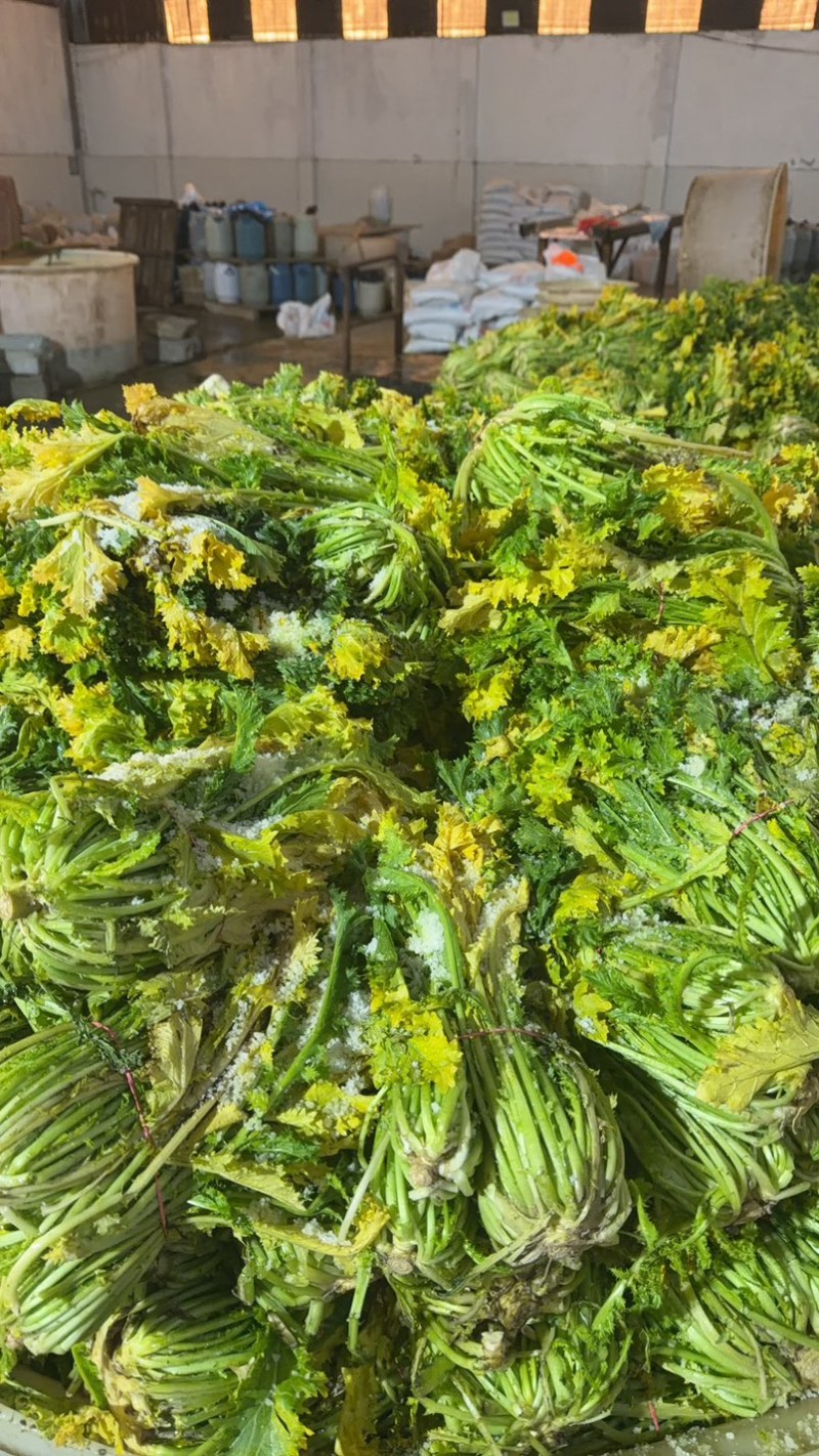 半青黄雪里蕻宁波酒店高档雪菜叠黄腌制净菜