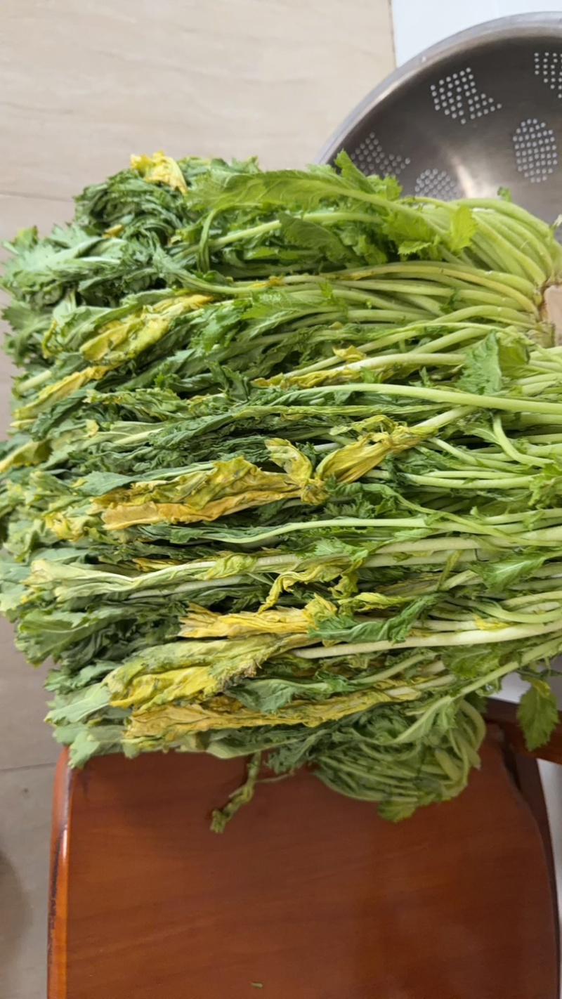 半青黄雪里蕻宁波酒店高档雪菜叠黄腌制净菜
