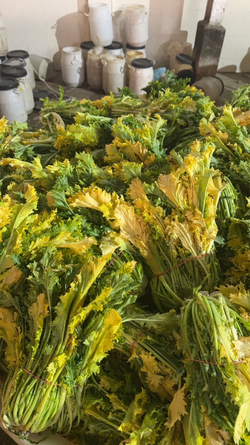 半青黄雪里蕻宁波酒店高档雪菜叠黄腌制净菜