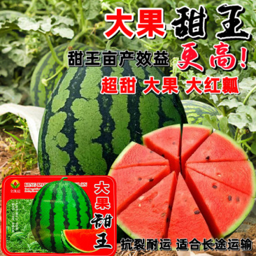金凯瑞大果甜王西瓜种子原装约80粒