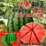 金凯瑞大果甜王西瓜种子原装约80粒