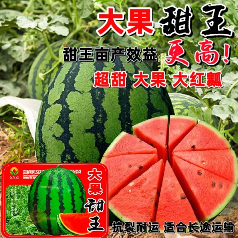 金凯瑞大果甜王西瓜种子原装约80粒