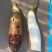 大量供应精选手捡带芽香芋苗子