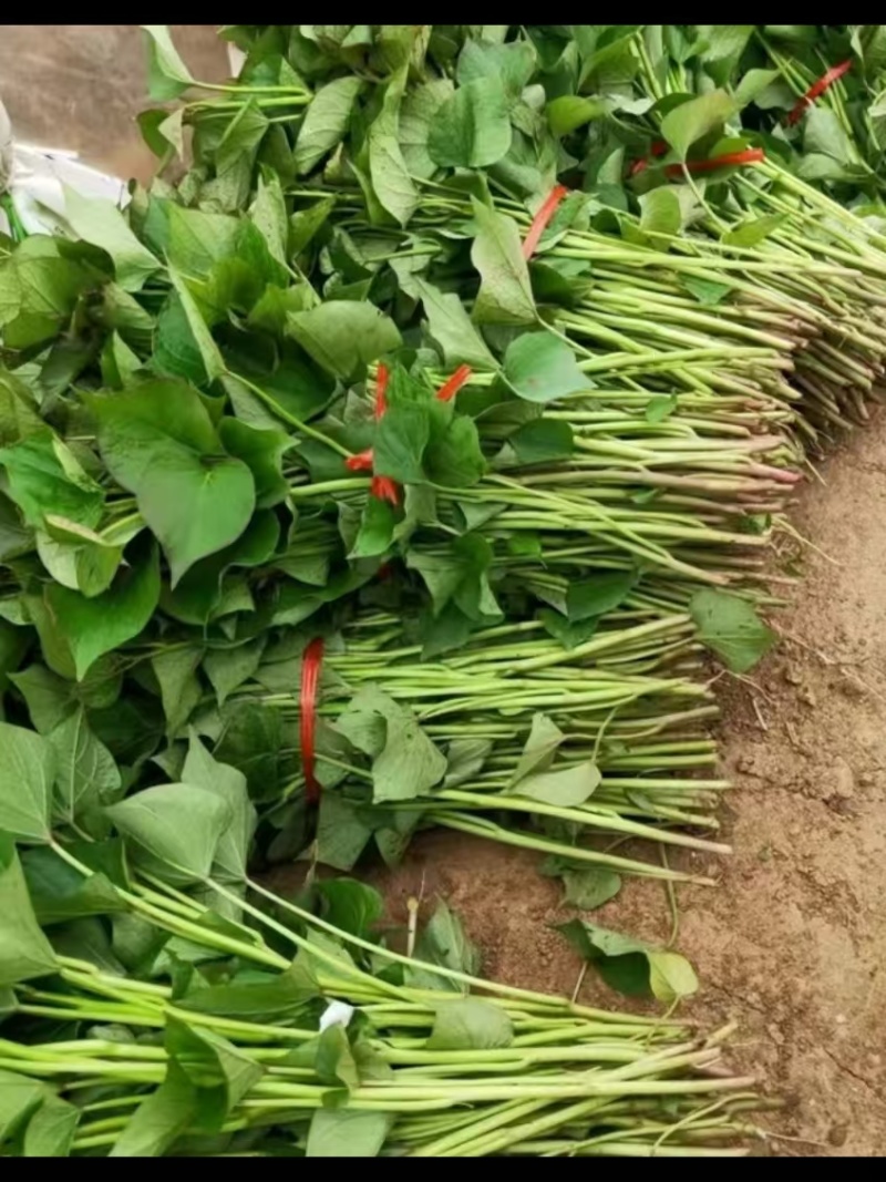 山东地瓜苗红薯苗现拔现发