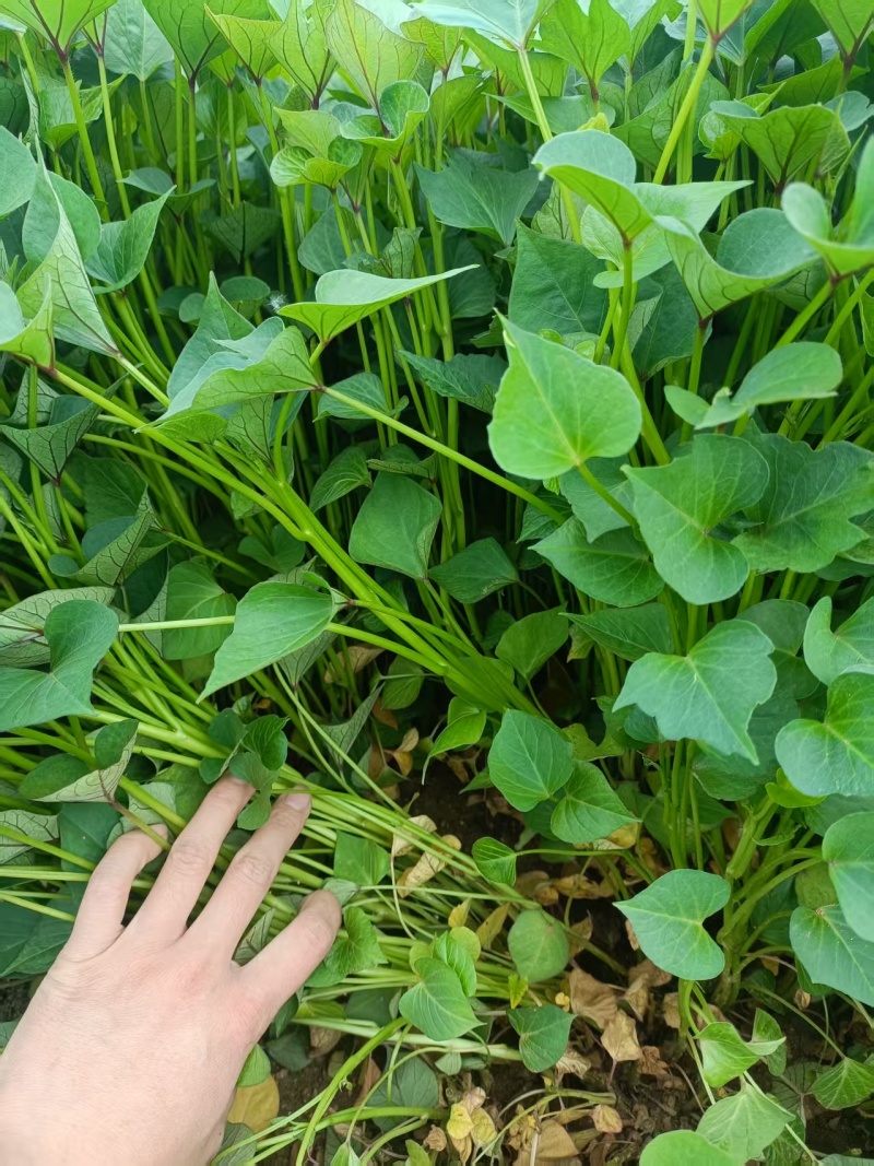 山东地瓜苗红薯苗现拔现发