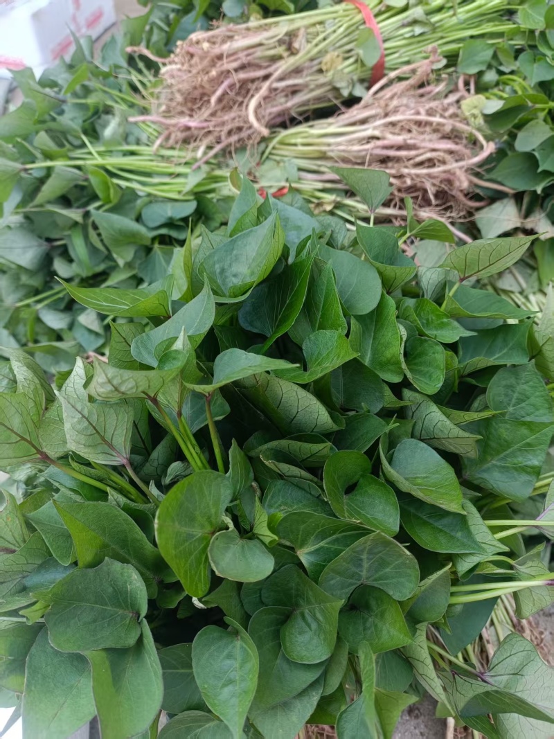 山东地瓜苗红薯苗现拔现发