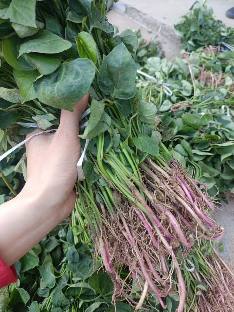 山东地瓜苗红薯苗现拔现发