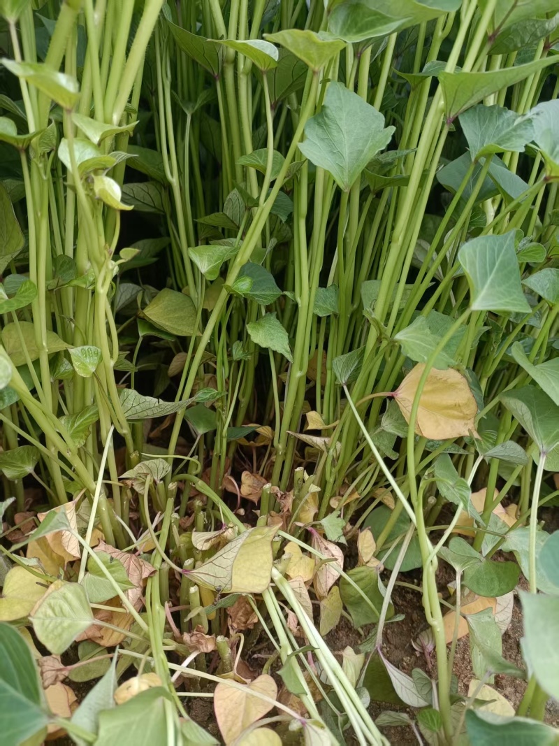 山东地瓜苗红薯苗现拔现发