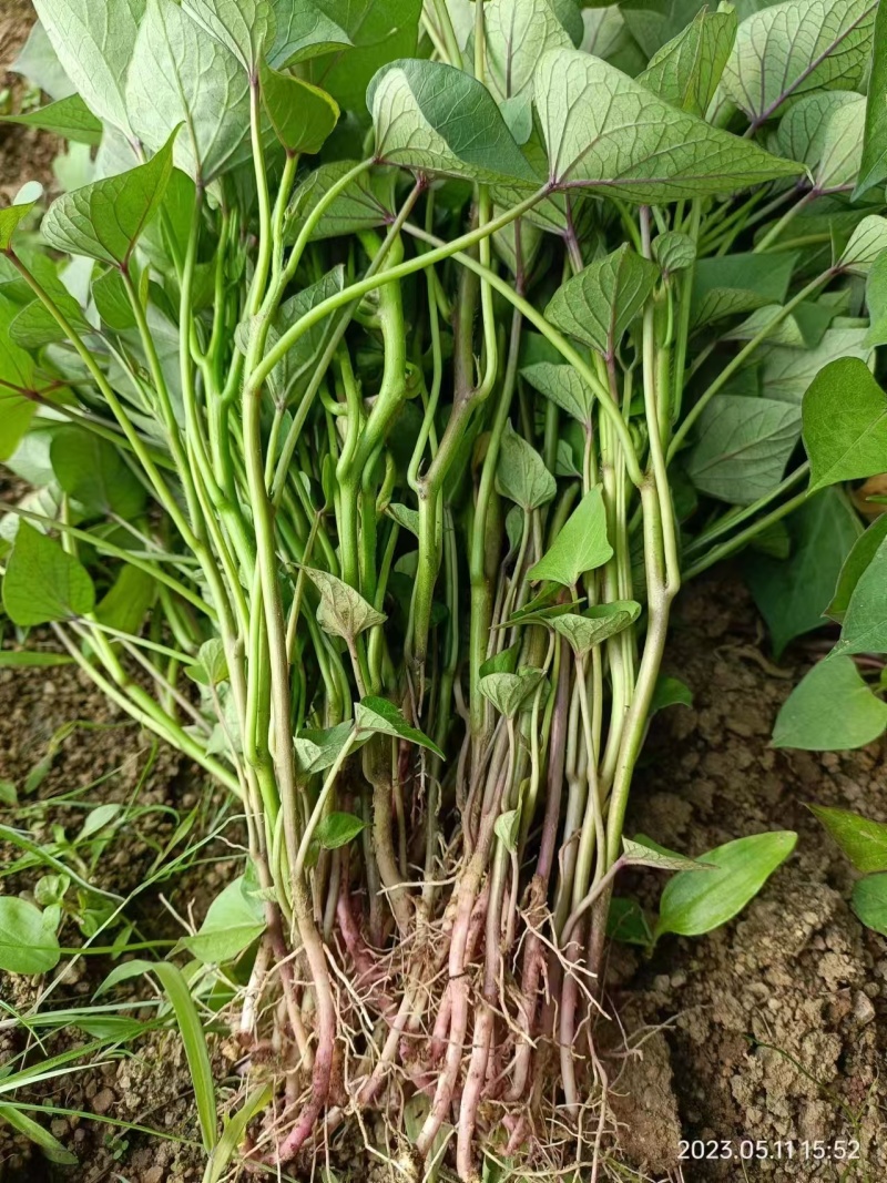 山东地瓜苗红薯苗现拔现发