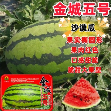 金凯瑞西瓜种子沙地石头瓜金凯瑞5号