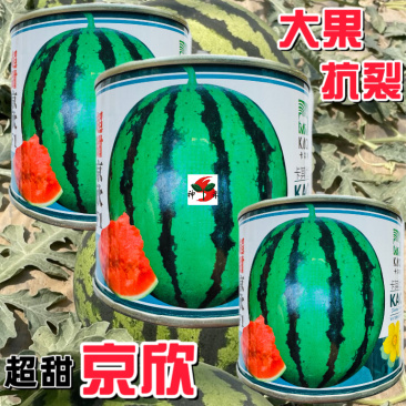 卡其超甜京欣原装1000粒