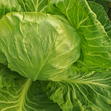 香菜包菜基地大量供货