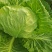 香菜包菜基地大量供货