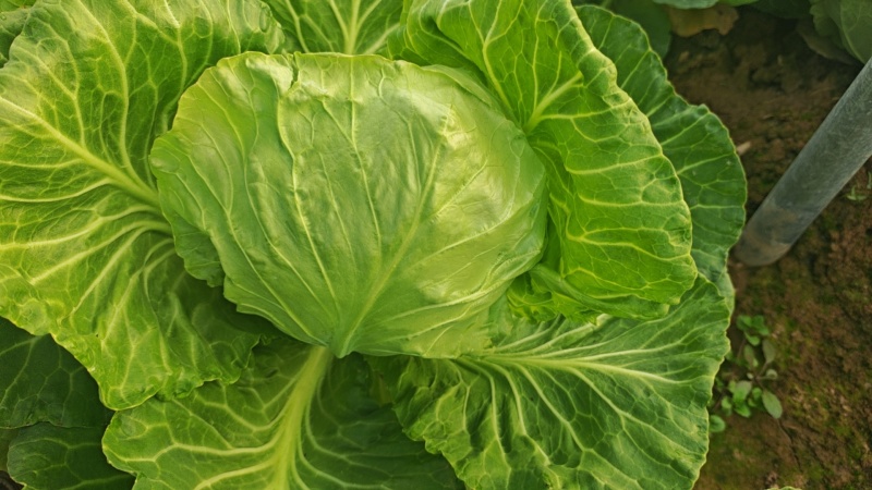 香菜包菜基地大量供货