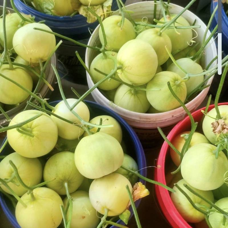 甜瓜，甜宝甜瓜